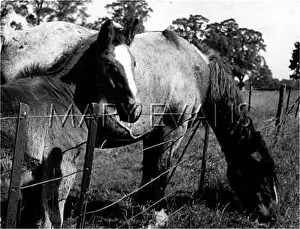 GRAZING HORSE AND FOAL