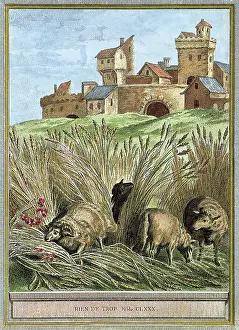 Peers: Grazing Sheep