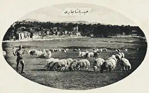 Pasa: Grazing sheep at Haidar Pacha, Constantinople