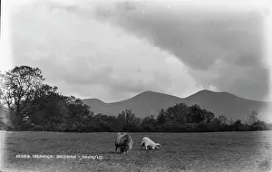 Keswick: Grazing Sheep in Skiddaw