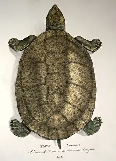 Amazonian: great Amazonian turtle