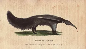 1798 1802: Great ant eater or ant bear, Myrmecophaga tridactyla