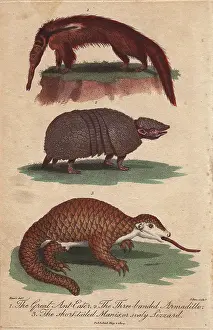 Sibly: Great anteater, three-banded armadillo and