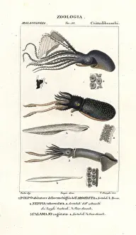 Argonaut: Great argonaut, cuttlefish and flying squid
