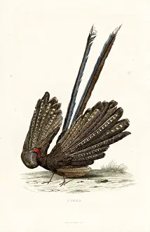Pourrat: Great argus, Argusianus argus