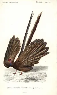 Dorbigny: Great argus, Argusianus argus