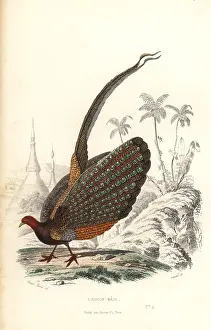 Steel Engraving: Great argus, Argusianus argus, vulnerable