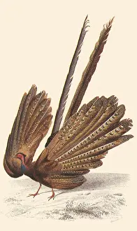Argus: Great Argus (Phasianus argus)