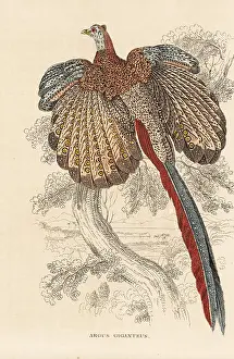 Giganteus: Great argus pheasant, Argusianus argus