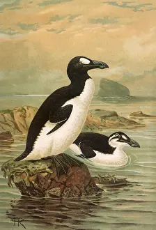 Doves: Great Auk, Alea impennis