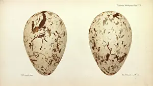 Gronvold: Great Auk Eggs