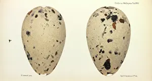 Gronvold: Great Auk Eggs