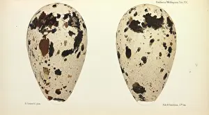 Gronvold: Great Auk Eggs