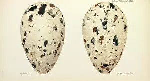 Gronvold: Great Auk Eggs