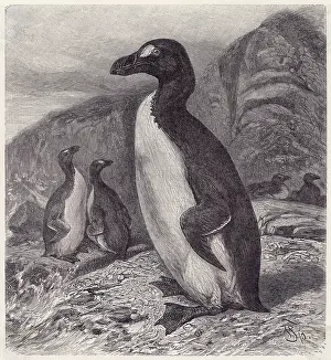 Primarily: GREAT AUK EXTINCT