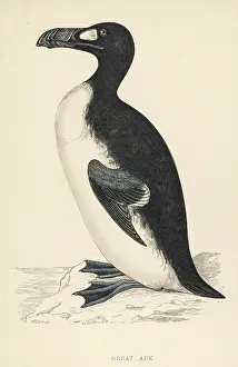 Primarily: GREAT AUK EXTINCT