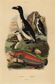 Casse: Great auk, extinct, and Brazilian sandperch