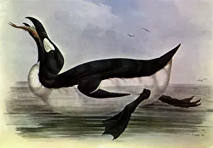 Lear: Great Auk, Pinguinis impennis