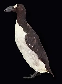 Impennis: Great auk, Pinguinus impennis