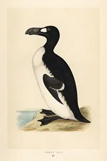 Orpen: Great auk, Pinguinus impennis. Extinct
