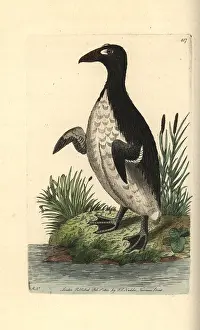 Impennis: Great auk, Pinguinus impennis Extinct