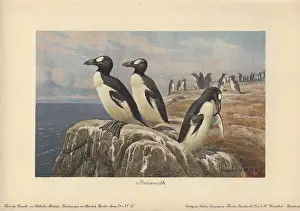 Mid 19th: Great Auk, Pinguinus impennis, large, flightless