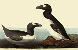 Swims: Great Auks