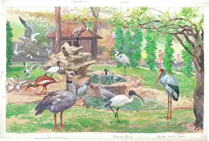 Aviary: The Great Aviary at London Zoo