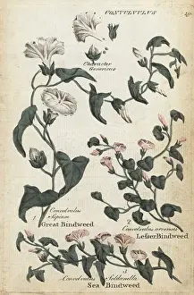 Principally: Great bindweed, sea bindweed and lesser bindweed