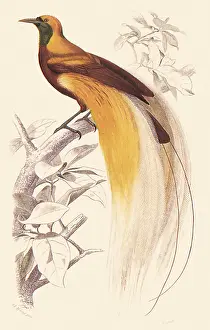 Apoda: Great Bird of Paradise