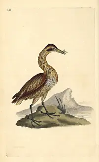 Stellaris: Great bittern, Botaurus stellaris