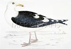 Marinus: GREAT BLACK-BACKED GULL