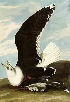 Gulls: Great Black-Backed Gull, Larus marinus