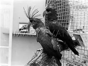 Cockatoos: Great Black Cockatoos