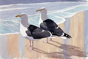 Gulls: Great Black Headed Gulls