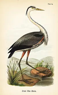 Herodias: Great blue heron, Ardea herodias