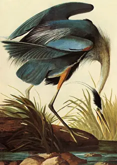 Storks: Great Blue Heron, Ardea herodias