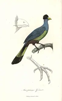 Complements: Great blue turaco, Corythaeola cristata