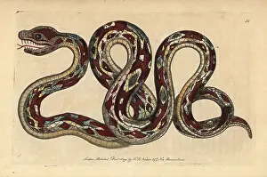 Great boa, Boa constrictor