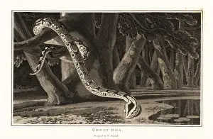Zoography: Great boa snake, Boa constrictor, in the jungle