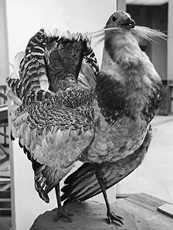 Stuffed: Great bustard, 1937