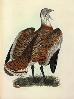 Otis: Great Bustard