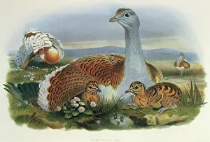 Otis: The Great Bustard
