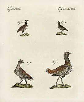 Kinder: Great bustard and little bustard