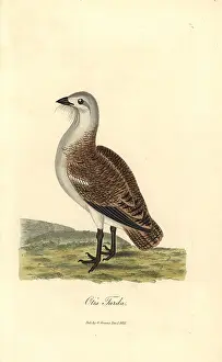 Bustard: Great bustard, Otis tarda