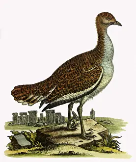 Otis: Great Bustard, Otis tarda