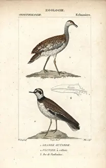 Otis: Great bustard, Otis tarda (vulnerable), and