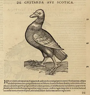 Xylograph: Great bustard, Otis tarda. Vulnerable