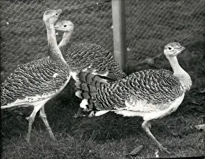 Rarest: Great Bustard reintroduced to UK