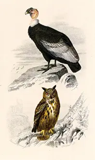 Gryphus: A Great Condor and an Eagle Owl